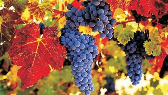 Valtické vinobranie a Lednicko-Valtický areál 07.10.2023