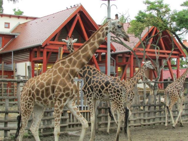 ... nielen za dobré vysvedčenie... Budapešť 05.09.2026